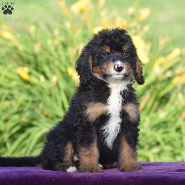 Colby, Mini Bernedoodle Puppy